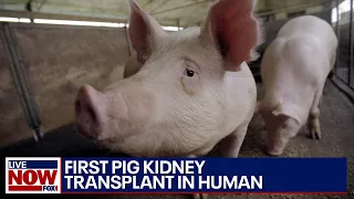 Medical Miracle: First pig kidney transplant in human | LiveNOW from FOX