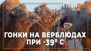 Как проходят гонки на верблюдах при 39 градусах мороза