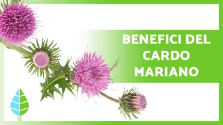 CARDO MARIANO 🌿💜 Proprietà, BENEFICI, come assumerlo e controindicazioni!