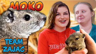 NUR 10 MAL IN DEUTSCHLAND? - die MOKOS | Zoo Zajac