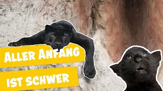 Entdeckungstour der jungen Panther I Panda, Gorilla & Co.