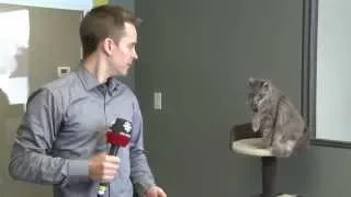 CBC reporter interrupted by cat