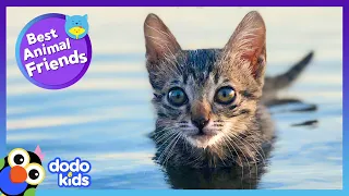 This Kitten's Best Friend Showed Her How To Swim! | Best Animal Friends | Dodo Kids