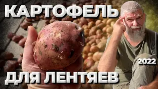 Ленивая картошка под соломой. Урожай 2022//Живая Баня Иван Бояринцев