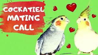 Sounds for cockatiel to trigger mating, Mating Call