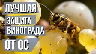 Как бороться с осами на винограде Сеточки для винограда от ос