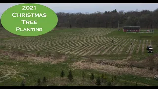 Planting Christmas Trees in 2021