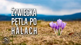 Beskid Żywiecki - Hala: Rysianka, Boracza, Lipowska Bacmańska, Redykalna [1.05.2022]