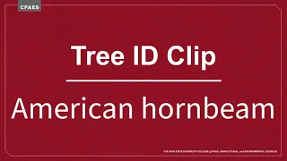 Tree ID Clip: American hornbeam