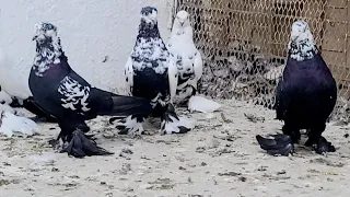 андижанские голуби кара Сочи
