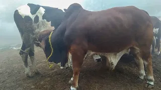 Bull breeding cow milk Big bull drinking cow milk Very big bull drinking Big bull drinking mother