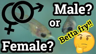 How to identify Male and Female Betta fry aside from egg spot