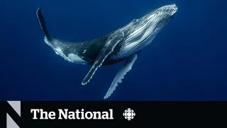 Whale are struggling to hear each because of human noise, study suggests