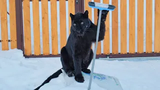 Last week of 2023 with Luna the panther and family 🎄🐾❤️(ENG SUB)