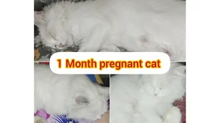 1 Month pregnant cat symptoms 🐾❤️#mypetsandvideos