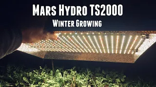 Mars Hydro TS 2000 -  Grow Light Review and Discount Code - Winter Garden