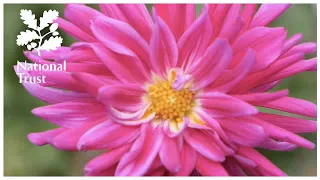 How to overwinter dahlias, expert advice from the National Trust School of Gardening