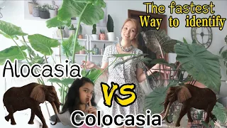 Alocasia Vs. Colocasia | DIFFERENCES...