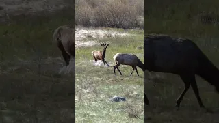 Bull Elk Playing in the Rocky Mountain National Park