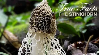 True Facts: Stinkhorns