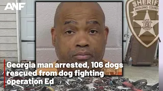 Georgia man arrested, 106 dogs rescued from dog fighting operation  Ed