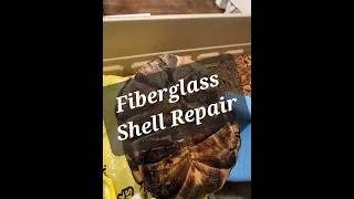 Repairing a Turtle Shell with Fiberglass www.dandytortoise.com