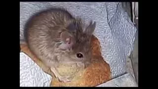 наглая мышка