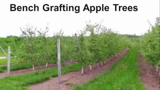 Bench Grafting Apple Trees