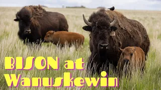 Baby bison born at WANUSKEWIN HERITAGE PARK!