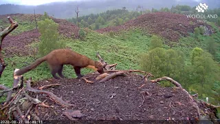 Pine Marten visits Loch Arkaig osprey nest - Osprey Cam (2020)