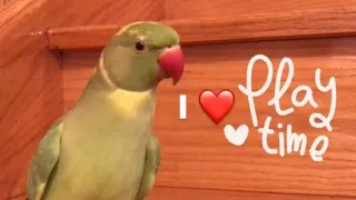 Super cute talking parrot playing and having fun “so adorable”