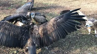 Фотографы практикуют интересный прием с грифами! Тайган Vultures in Crimea