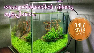 Aquarium carpet seed growth in river sand malayalam