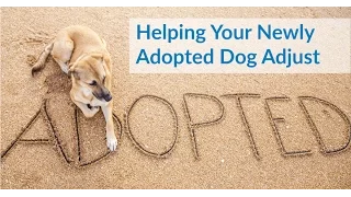 Tips If You Just Adopted a Dog