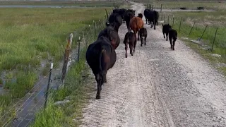 Moving the last few cattle from the ranch to the pasture| one protective momma cow! #cattle #viral