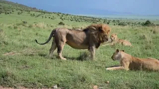 Lost baby warthog runs into a lion pride