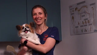 How to do a clinical examination on your dog