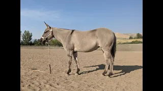 Silvia Preview Jake Clark Mule Days 2024