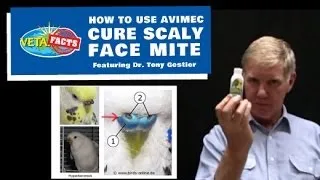 Cure Scaly Face Mite -- How to use Avimec