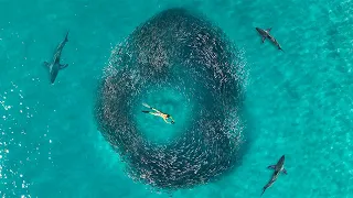 World's Most EPIC Bait Migration...Florida Mullet Run- Catch Clean Cook