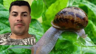 Cinci insecticide care ne scapă de Melci (limacsi)din gradina!🐌🐌🐌❌❌❌