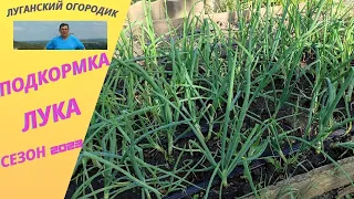 Подкормка лука в июне для крупной головки.