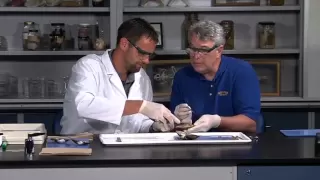 Detailed Clam (bivalve, molluscs or mollusks) Dissection (Jr. High, High School and College Review)