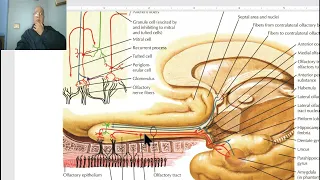 Anatomy of CNS Module in Arabic 2024 (Olfactory pathway), by Dr. Wahdan.