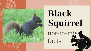 Black Squirrel facts 🐿 black coloration on their fur -  eastern gray squirrel and fox squirrel