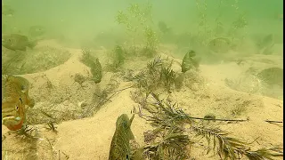 AMAZING Underwater Footage Of A Bluegill Spawning Colony (CHAOS!)