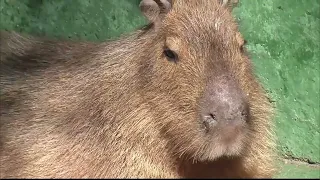 "Тайган"🌺 Морские свинки, капибары, черепахи #тайган