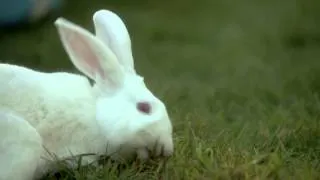 Mike Healey as Peter the rabbit in "The Dog Who Saved Easter"