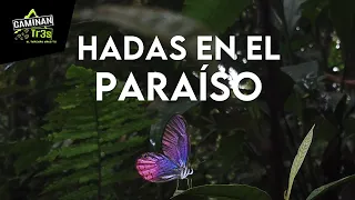 ¡ES REAL! EL PARAÍSO DE LAS MARIPOSAS ES PUTUMAYO - COLOMBIA || CaminanTr3s, El tercero eres tú!!