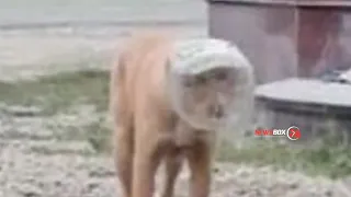 В Приморье от голодной смерти спасли собаку с банкой на голове